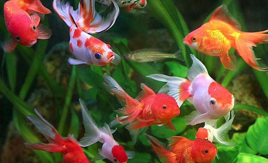 Export Oriented Ornamental Fish Farming in Sri Lanka