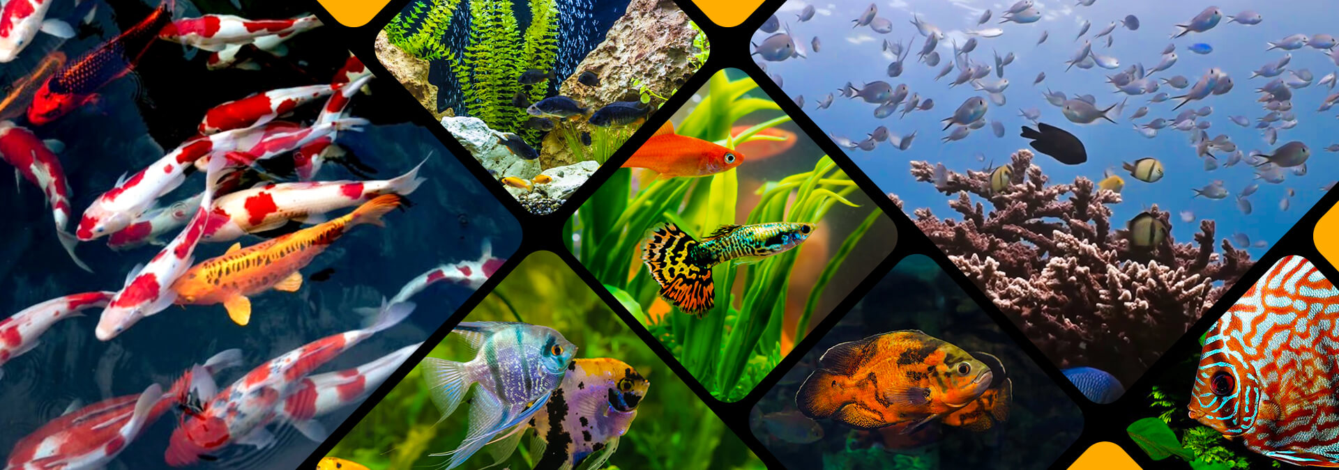 Sri Lanka Exports Development Board (EDB) - Ornamental Fish